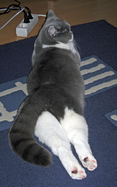 阳光下的角斗场，弗拉霍维奇关键战接管比赛，塞维利亚轻取埃及锁定奥运先机