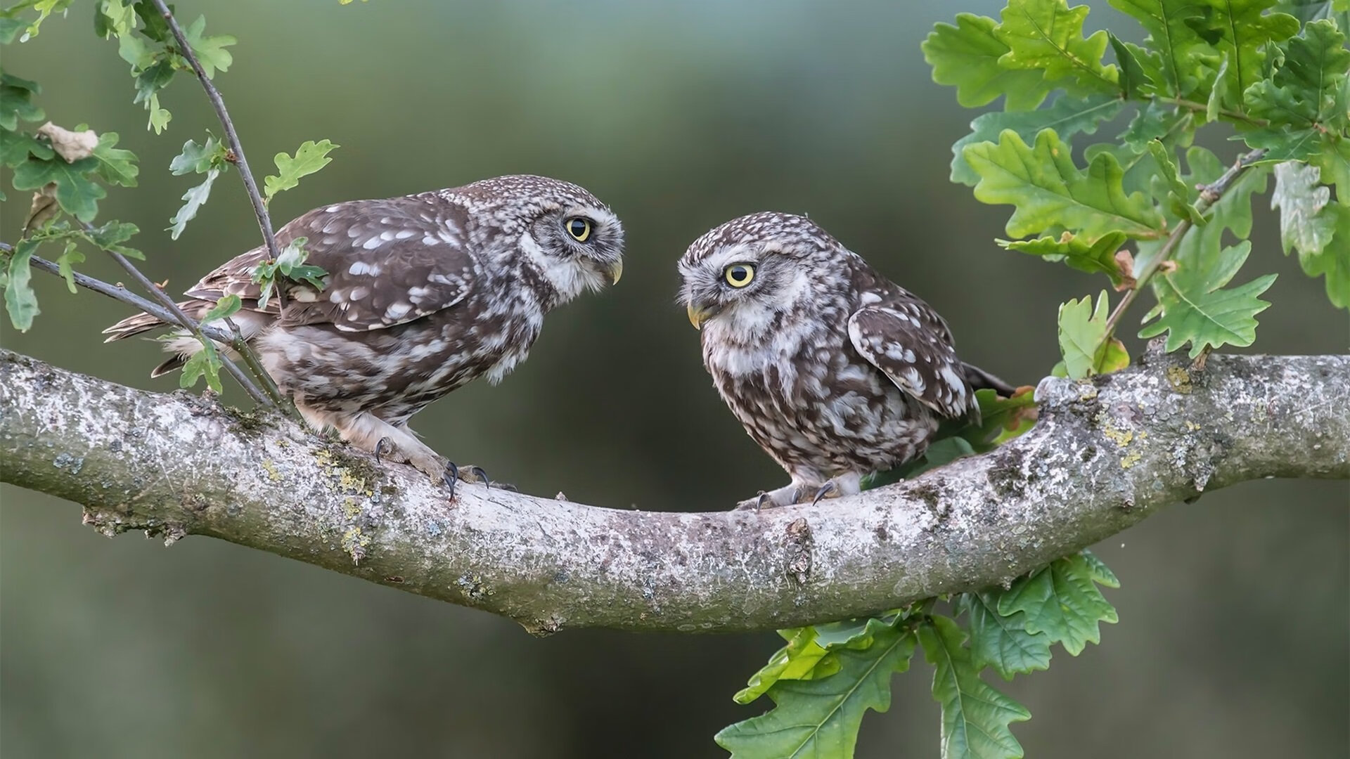 苍穹之上的唯一章节,文班亚马在世界排名争夺战之夜书写属于自己的定义
