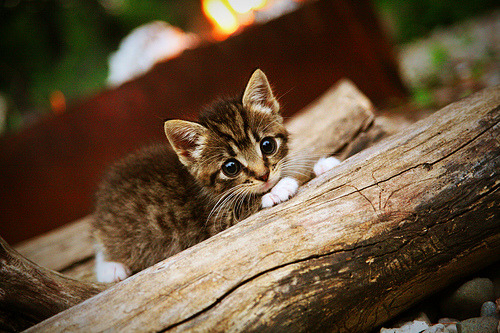 西决生死战焦点,多特蒙德关键突围亚特兰大
