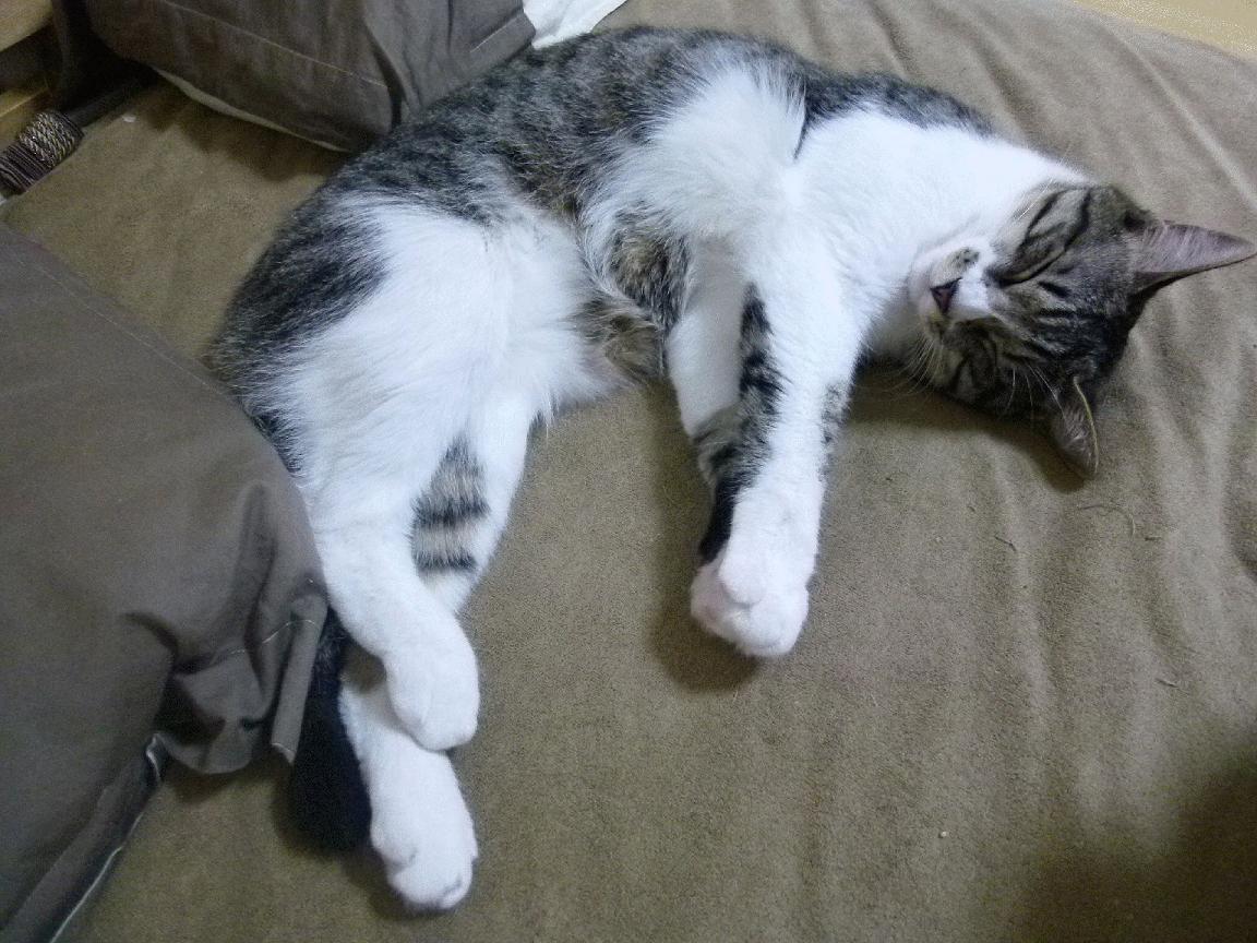 风城今夜,一个克莱在麦迪逊花园诞生