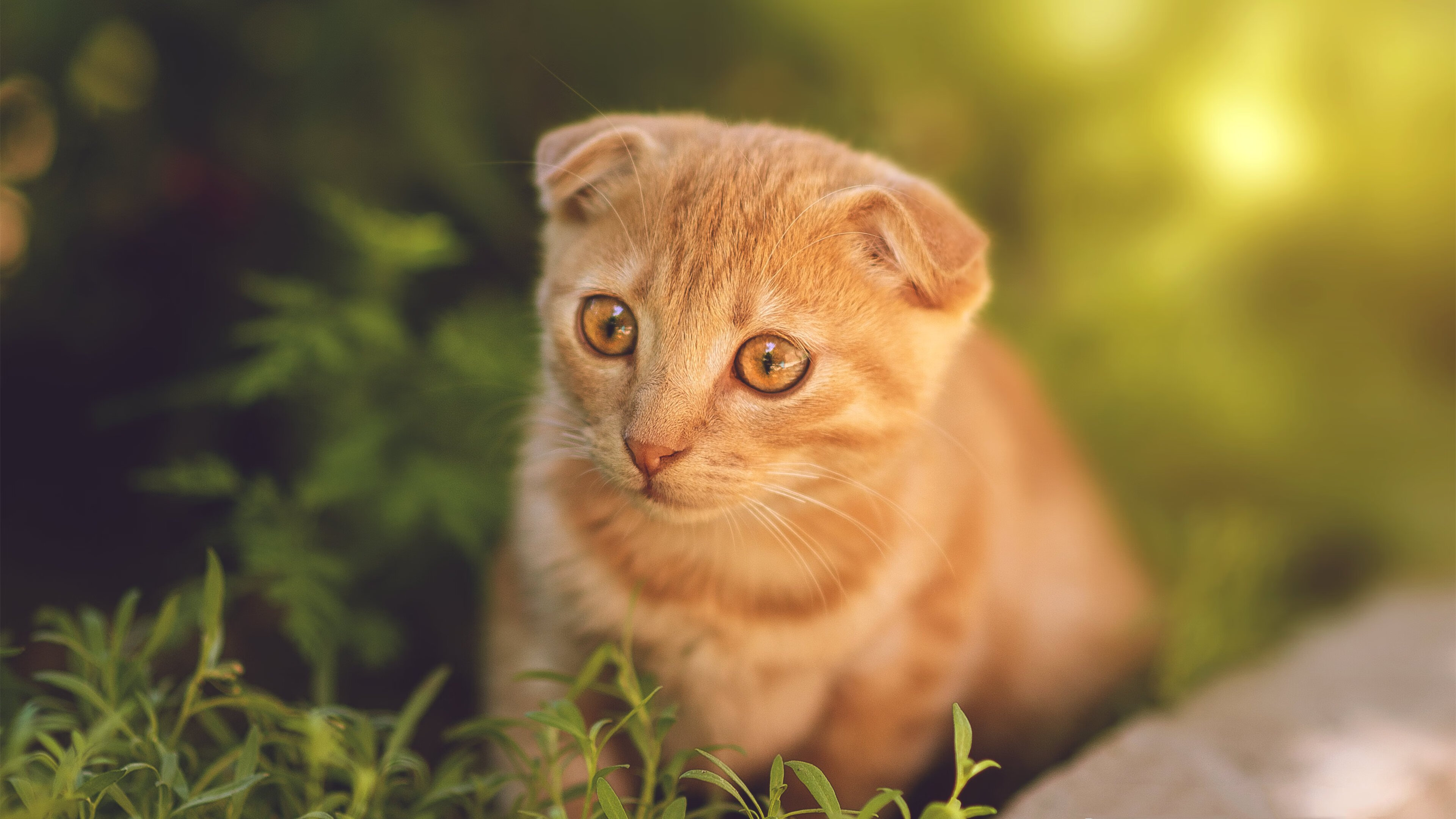 跨界风暴,安哥拉足球晋级玻利维亚,加维NBA总决赛逆天改命