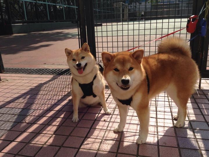 双重锁死，从孟菲斯防守铁幕到武切维奇的国际赛场接管