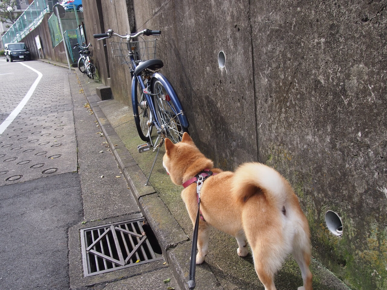 足篮壁的夜晚,当武切维奇一脚踢碎国家德比的百年剧本