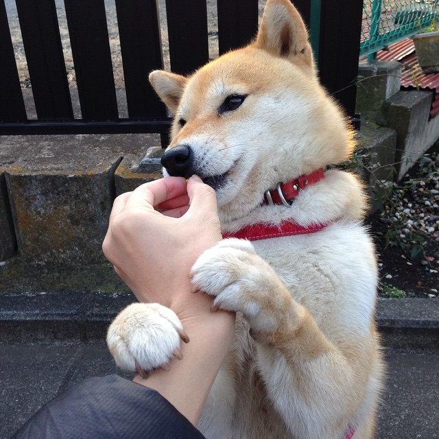 当蓝桥铁骑遇见亚洲风暴，欧冠赛场的新秩序