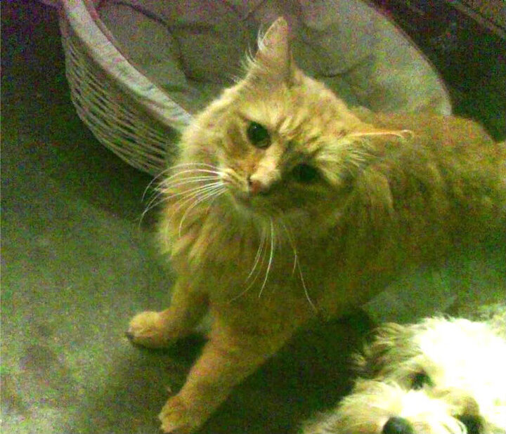 手术刀与沙堡，福克斯如何用教科书级表现肢解湖人防线