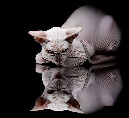 独舞圣西罗,米切尔的嗜血獠牙与无人可守的征服之夜