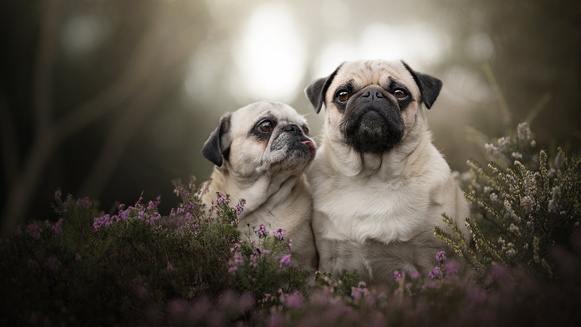 时间裂痕里的关键先生,当76人一波流带走湖人,塔图姆为何成为唯一钥匙?