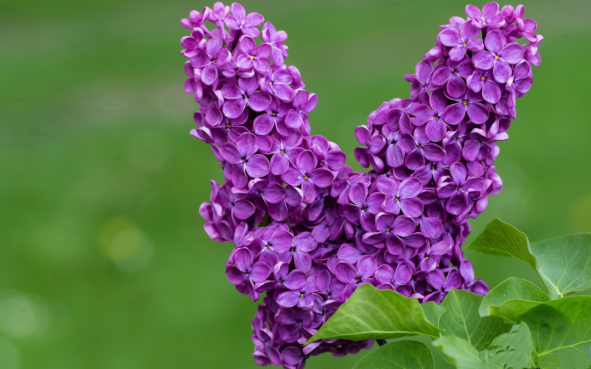 欧冠淘汰赛之夜,小个子巴雷拉,为何总有大心脏?