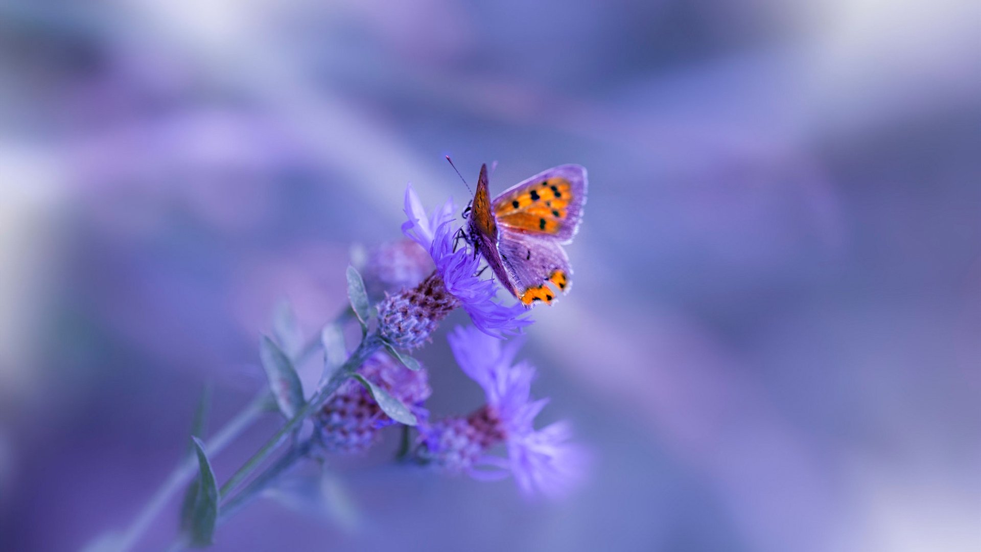 无双之戮，新王当立，总决赛之夜，字母哥封神之路无争议