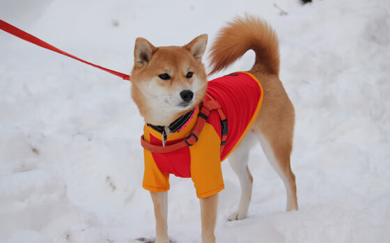空间撕裂者，当莫兰特在2026世界杯接管比赛，我们才读懂山西队冲垮湖人的预言